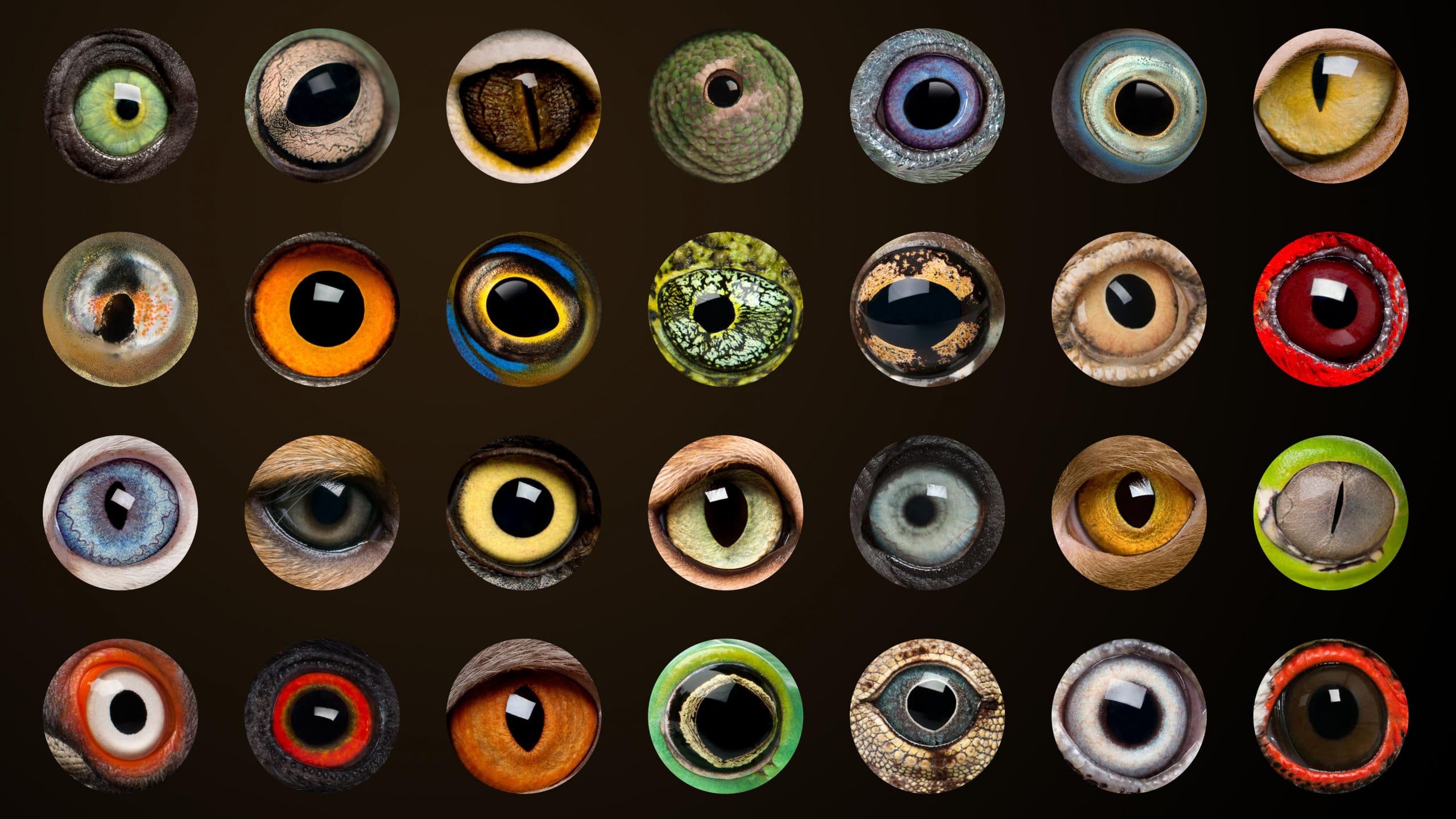 Composition of Animal eyes